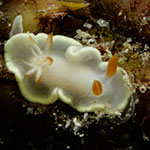 Ardeadoris angustolutea
